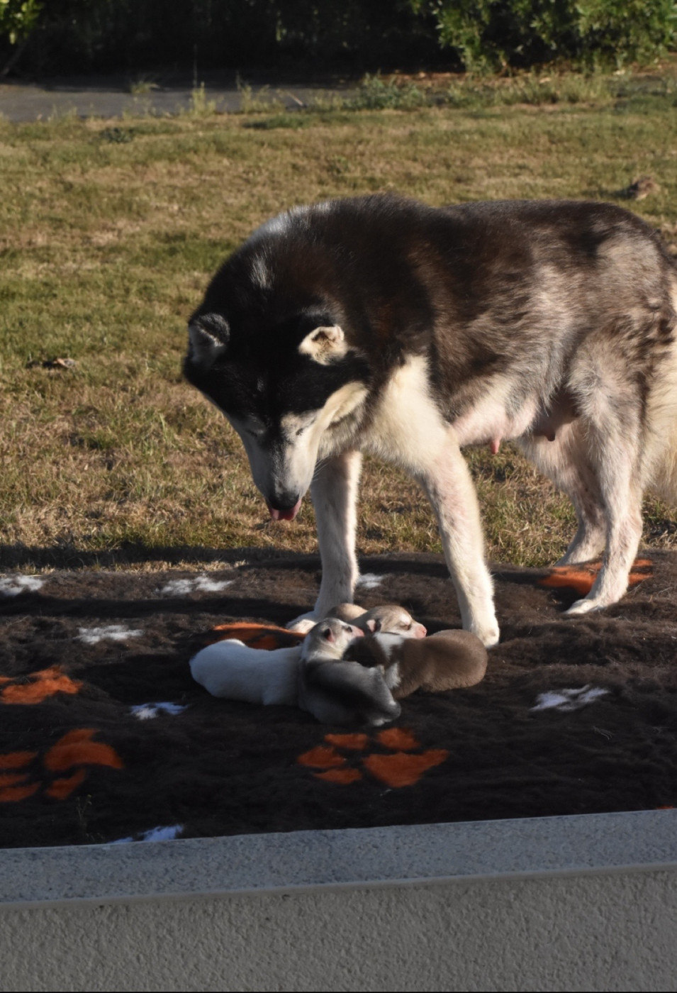 Chiot Siberian Husky Andrea Monvoisin