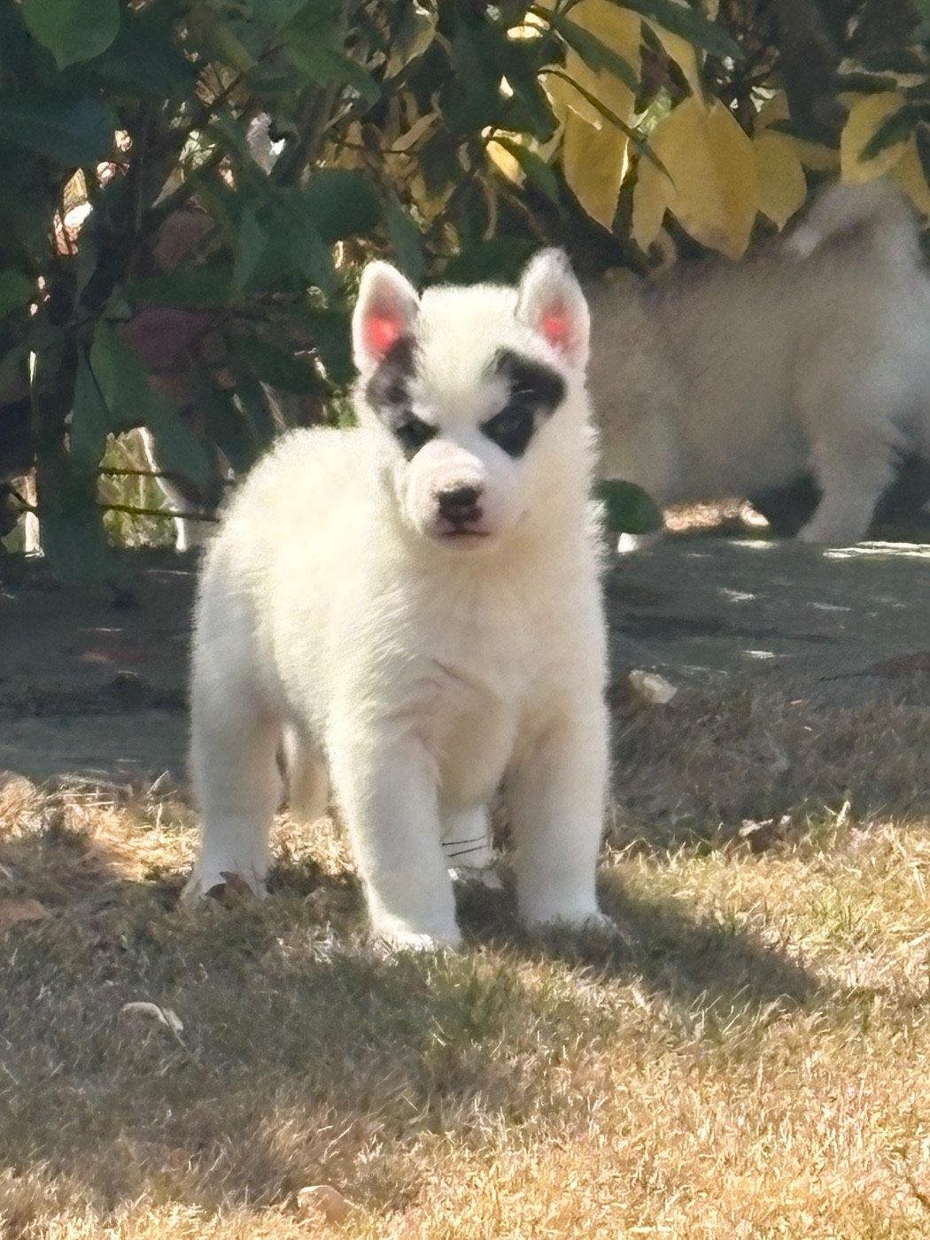 Andrea Monvoisin - Chiots disponibles - Siberian Husky