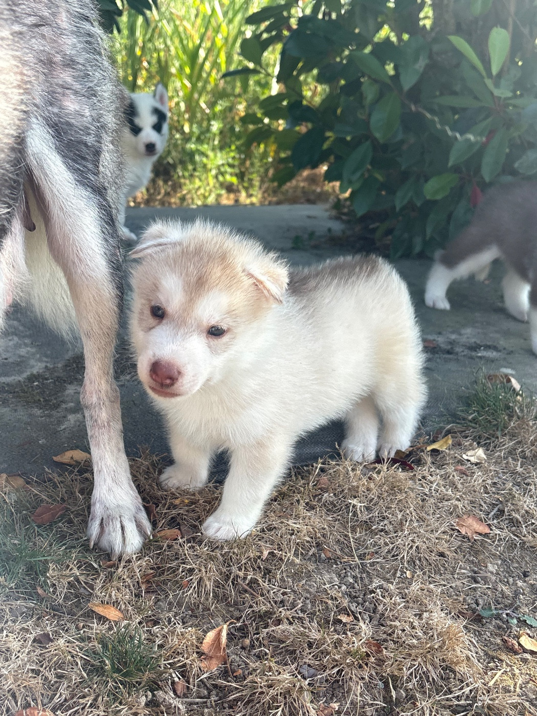 Andrea Monvoisin - Chiots disponibles - Siberian Husky