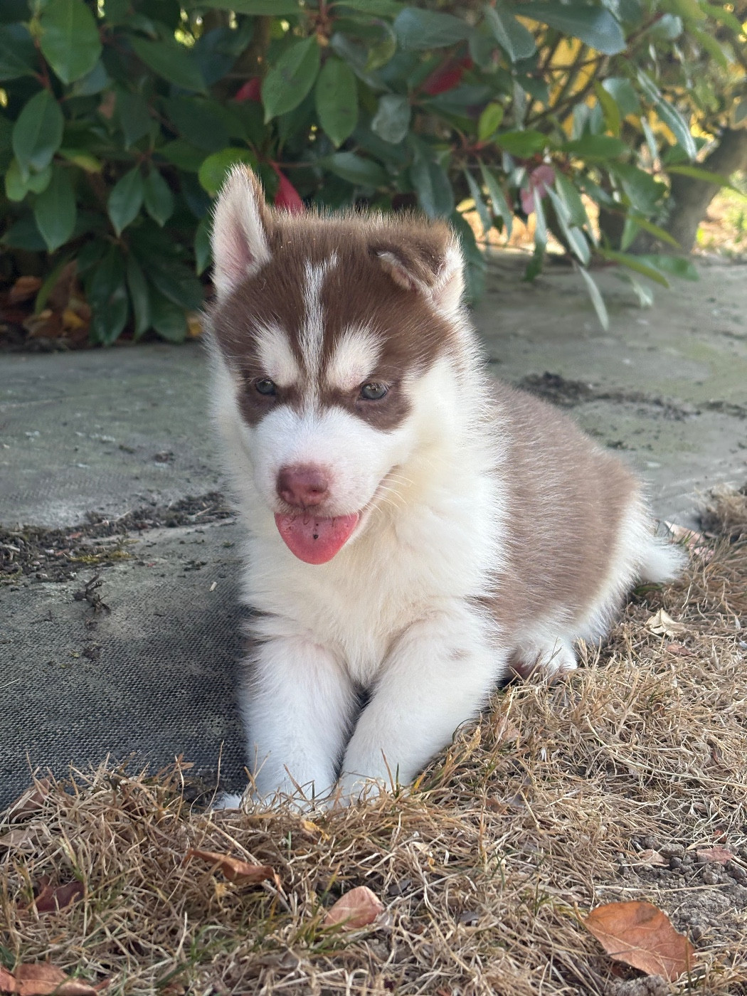 Andrea Monvoisin - Chiots disponibles - Siberian Husky