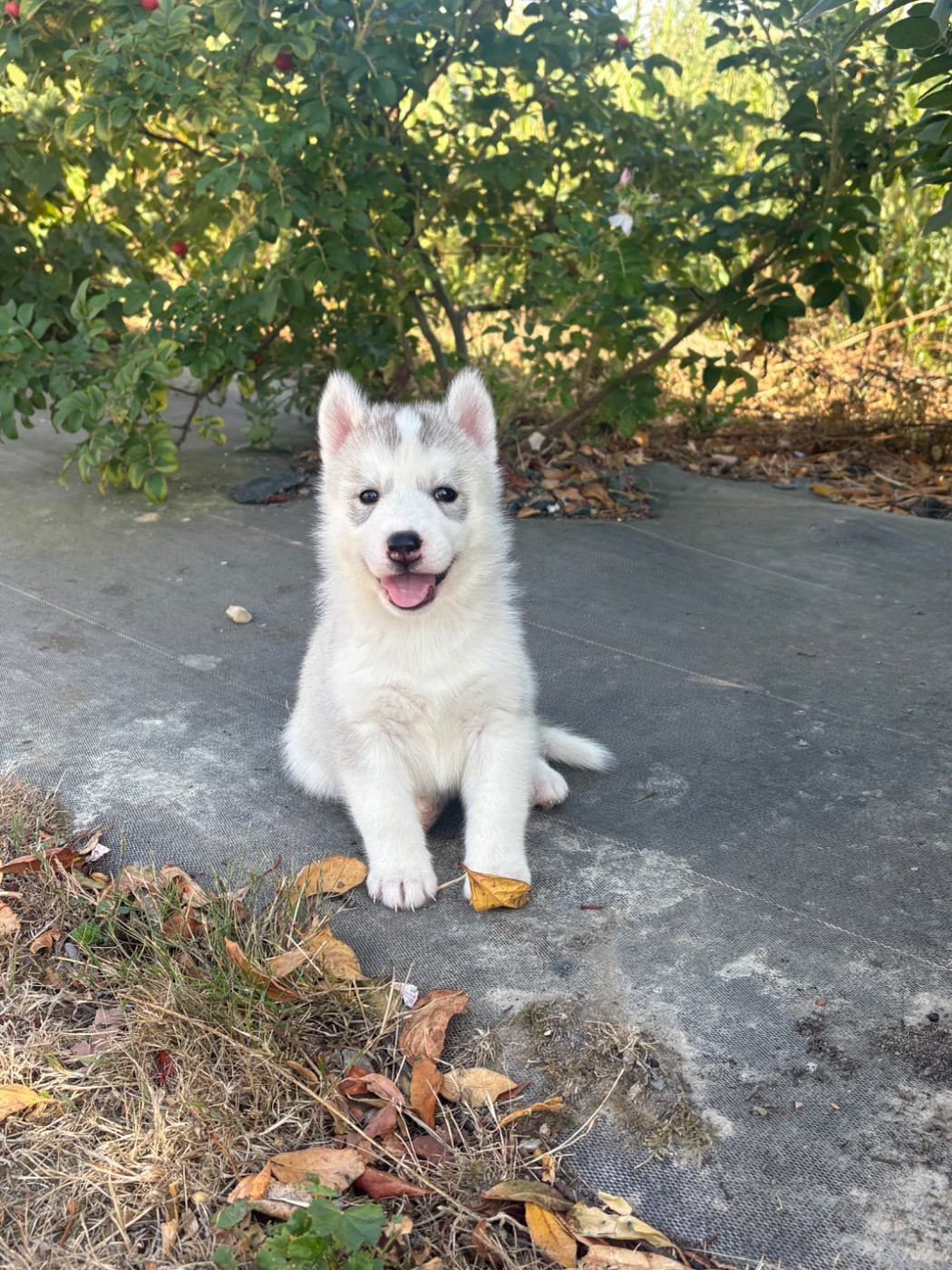 Andrea Monvoisin - Chiots disponibles - Siberian Husky
